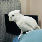 Talking Cockatoo (1yr Old Female)