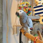 Male African Grey Parrot (Max)
