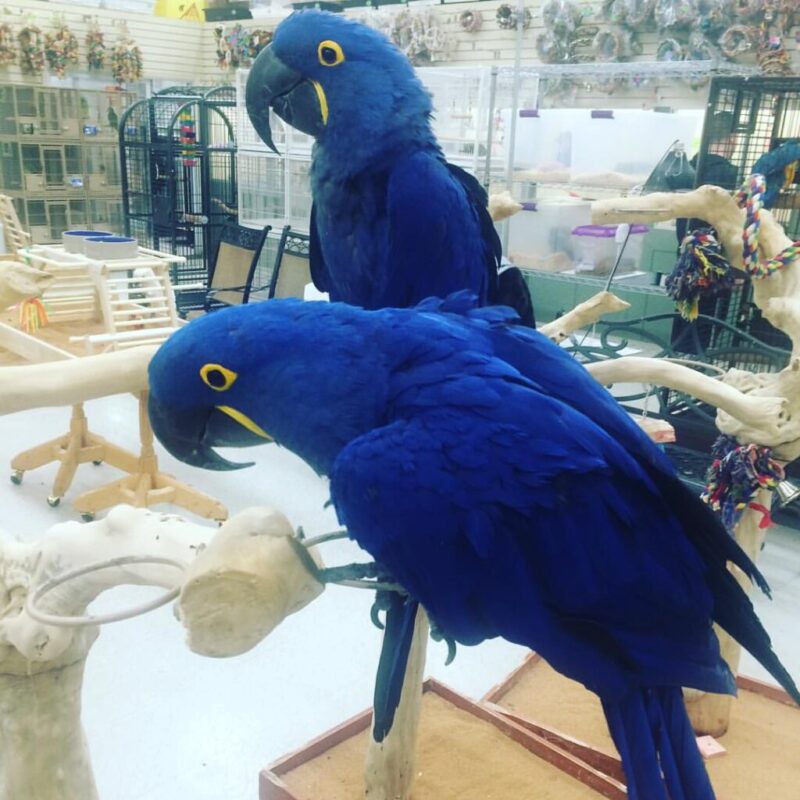 Pair Hyacinth Macaw (Nico $ Chloe)