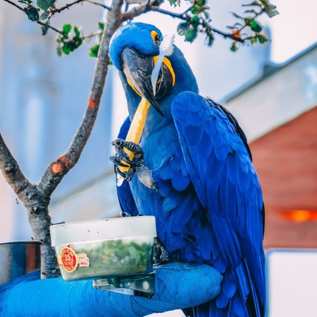 Female Hyacinth Macaw (Lisa)