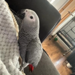 African Grey Male 18 Weeks Old (Tammy)