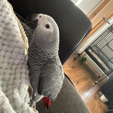 African Grey Male 18 Weeks Old (Tammy)