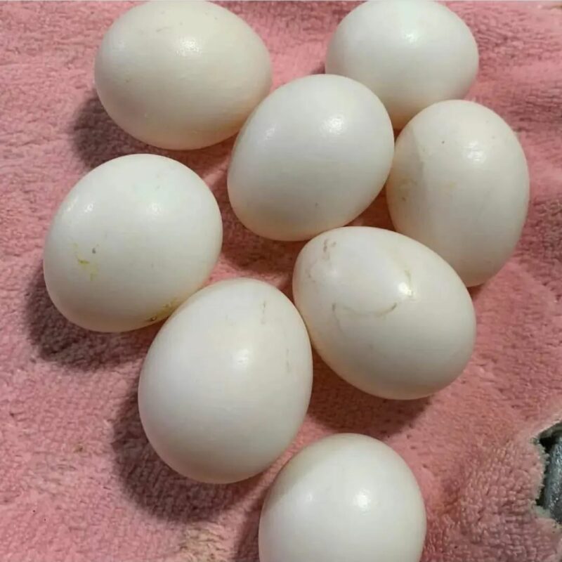 Fertile African Grey Parrot Eggs