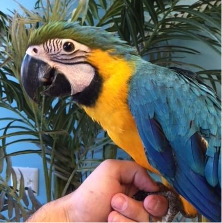 Female-Blue-Gold-Macaw