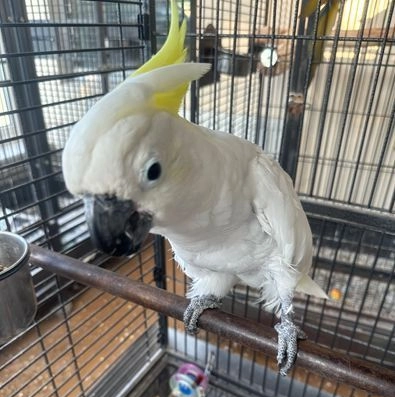 Cockatoo parrot for sale