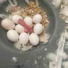 Macaw Parrot Eggs