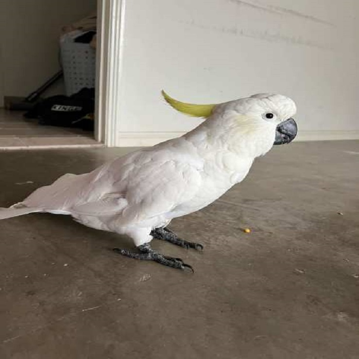 Molly (Cockatoo Female Parrot)